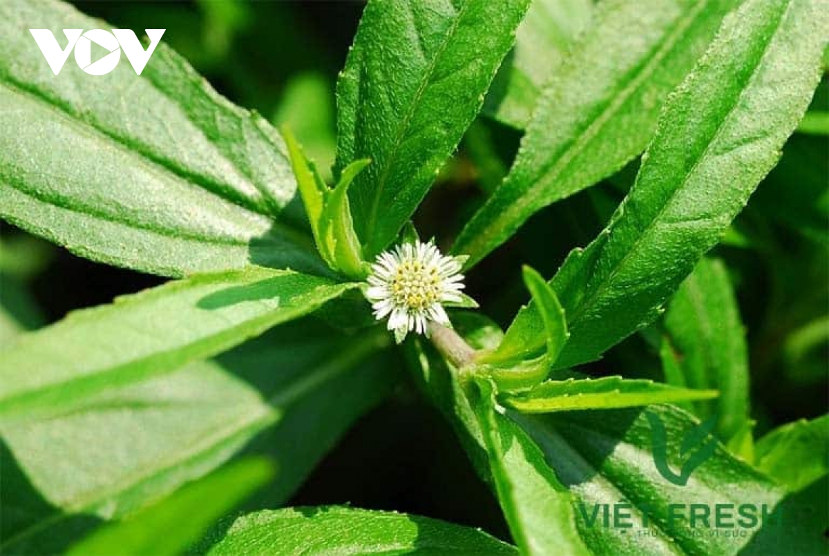 Hái ra tiền từ cây cỏ dại giúp tóc “xanh” trở lại